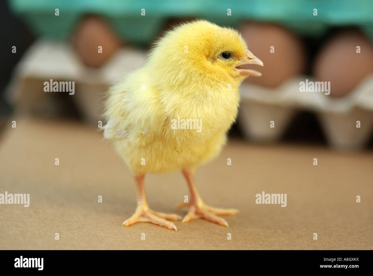 Day old chick. Gallus domesticus Stock Photo - Alamy