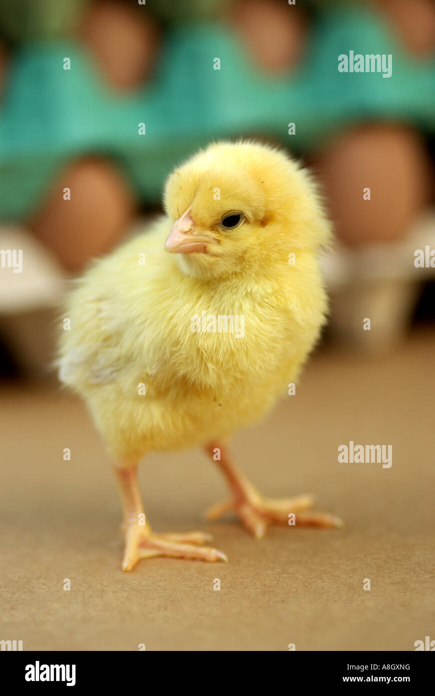 Day old chick, Gallus domesticus. Stock Photo