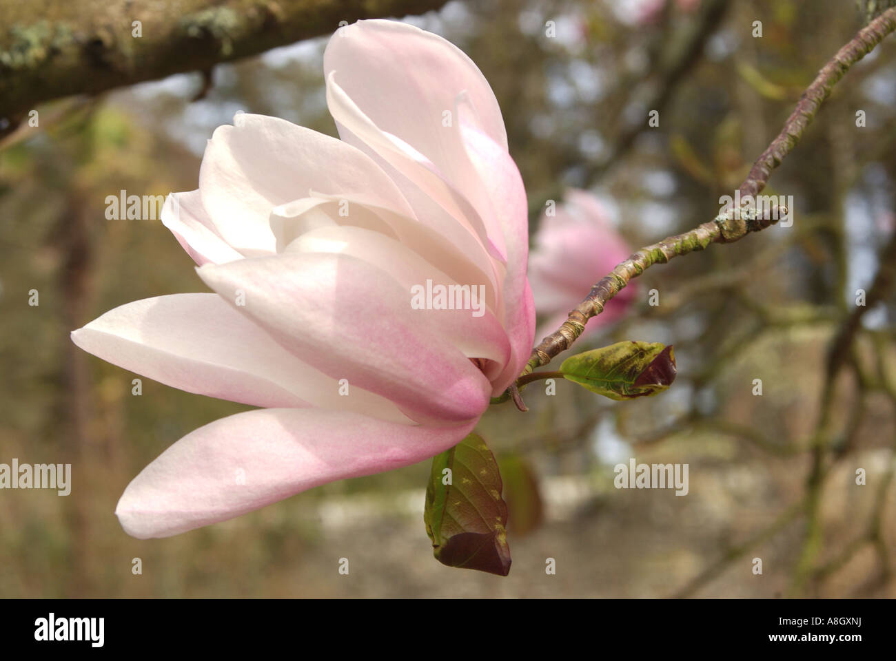Magnolia sprengeri. Stock Photo