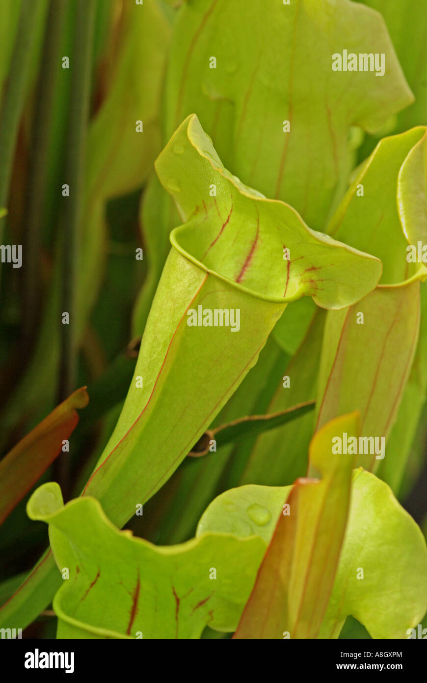 Sarracenia catesbaei an insectivorous pitcher plant. Stock Photo