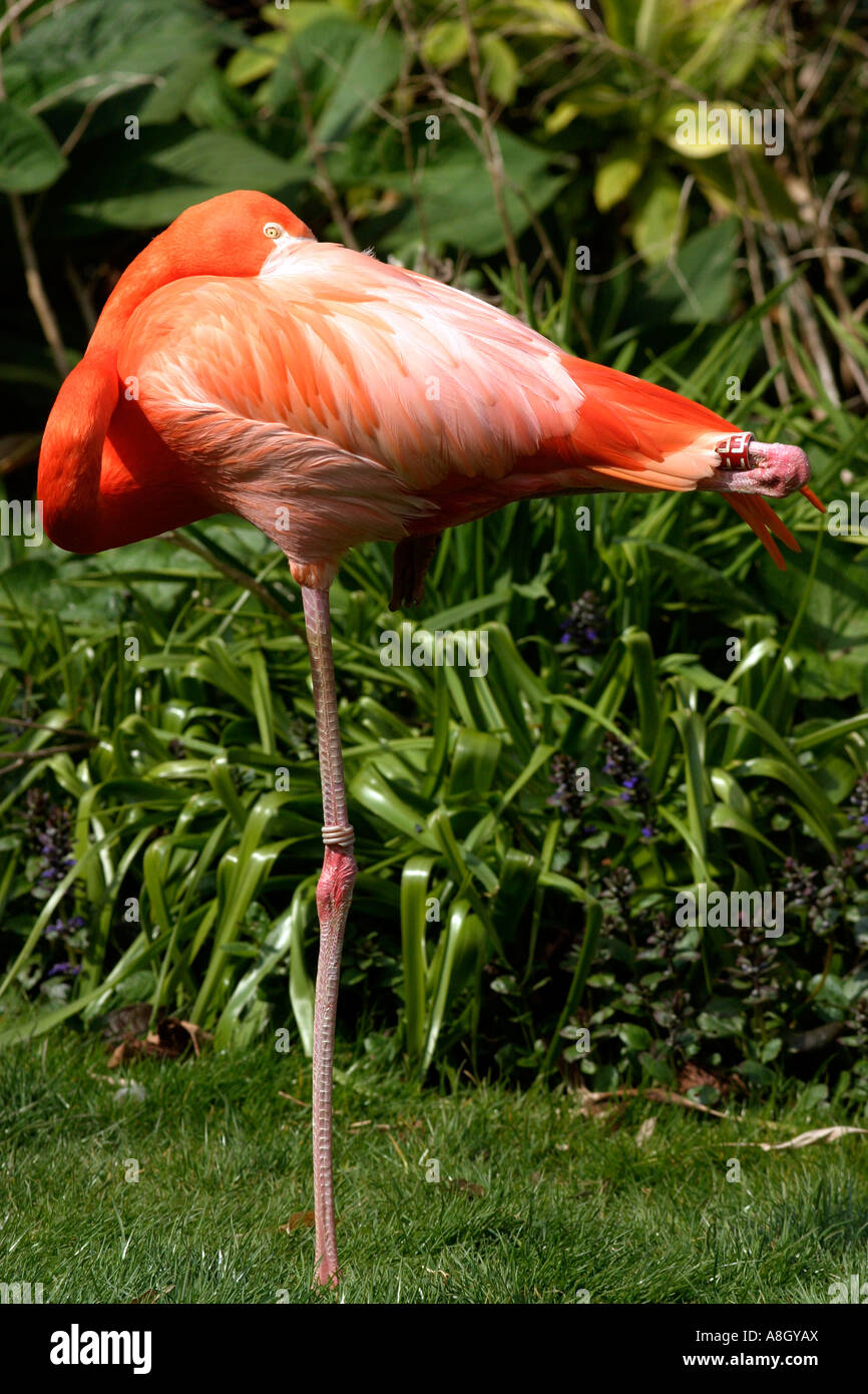 Flamingo Bamboo Convertible Sleeper main image 1