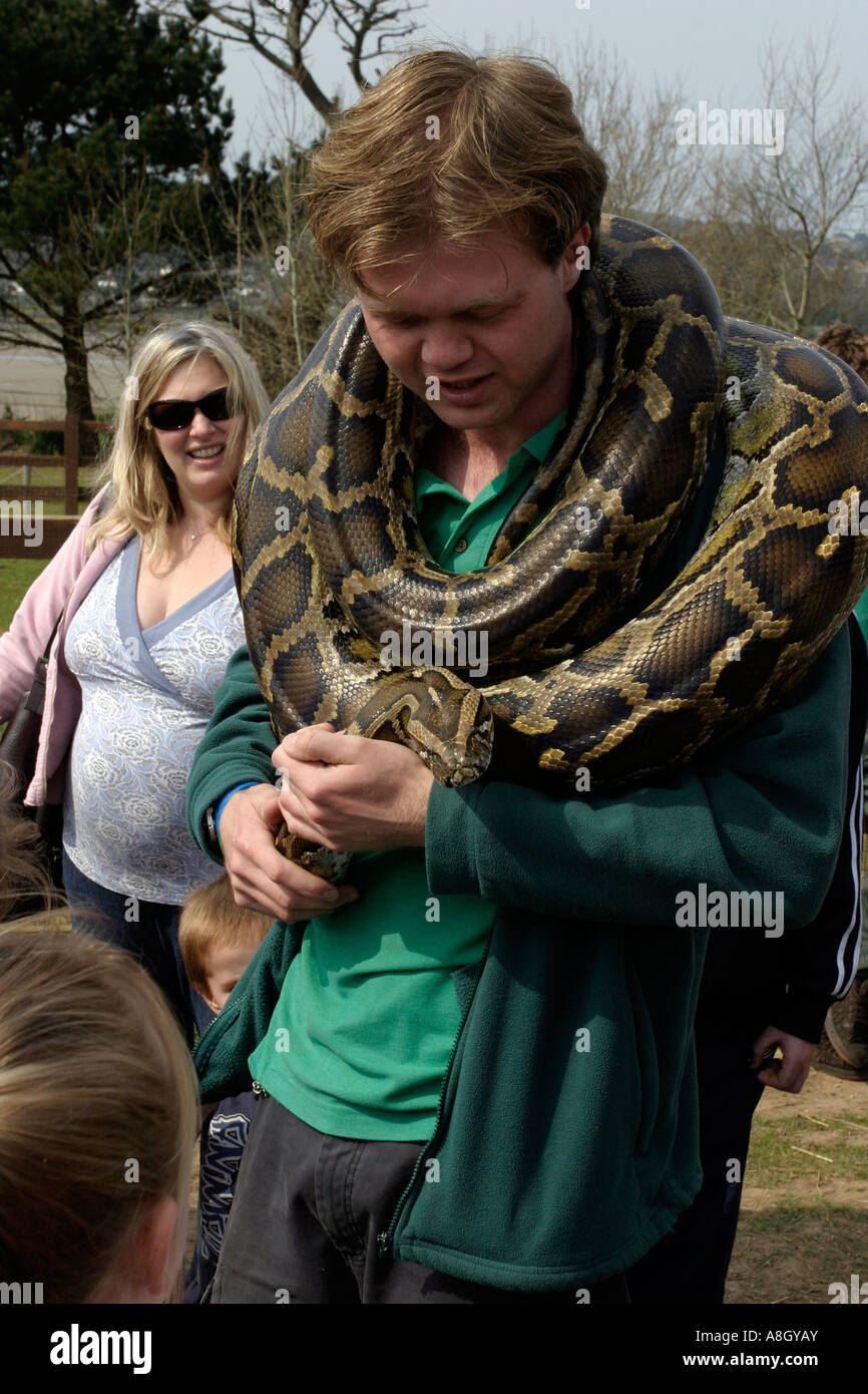 Burmese python wrapped around a keepers neck Stock Photo