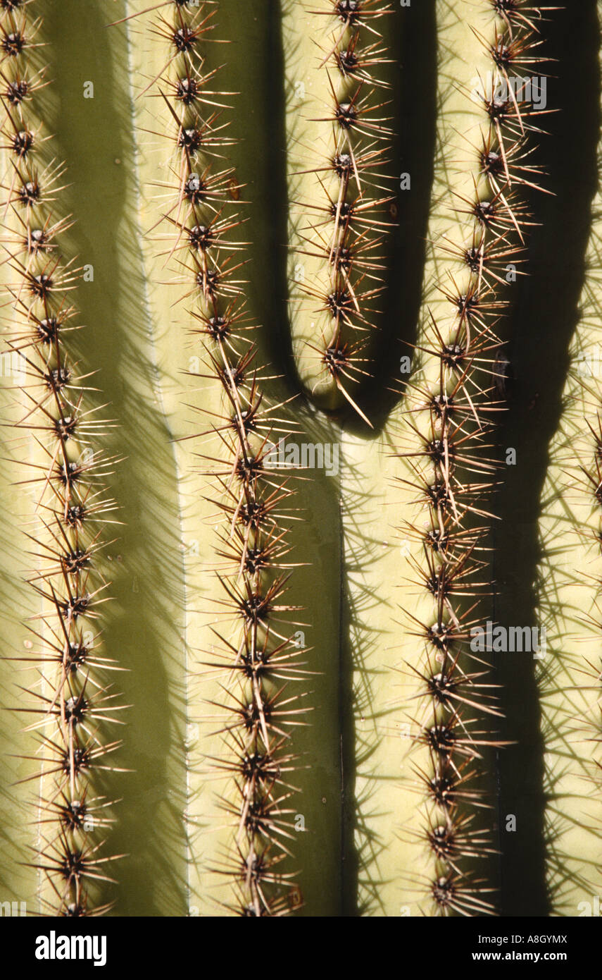 Pattern, Saguaro cactus, AZ Stock Photo