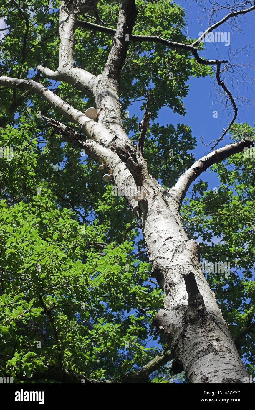 Dead silver birch with birch polypore fungus Stock Photo