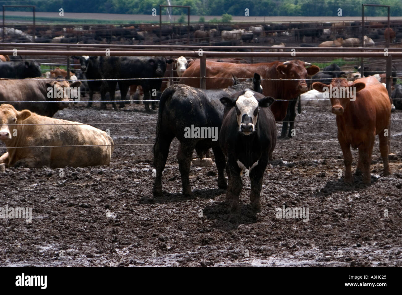Cattle on Feedlot Lyons Kansas Stock Photo Alamy