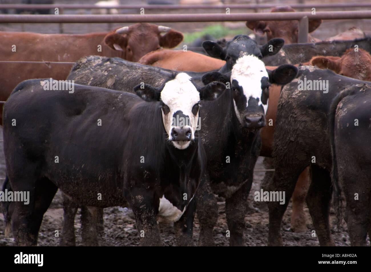 Cattle on Feedlot Lyons Kansas Stock Photo Alamy