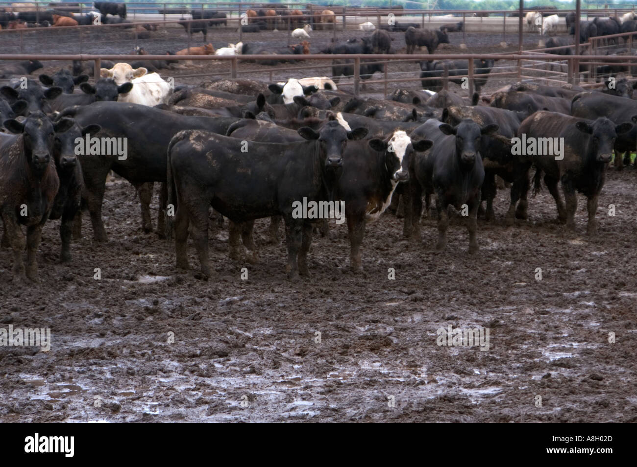 Cattle on Feedlot Lyons Kansas Stock Photo Alamy