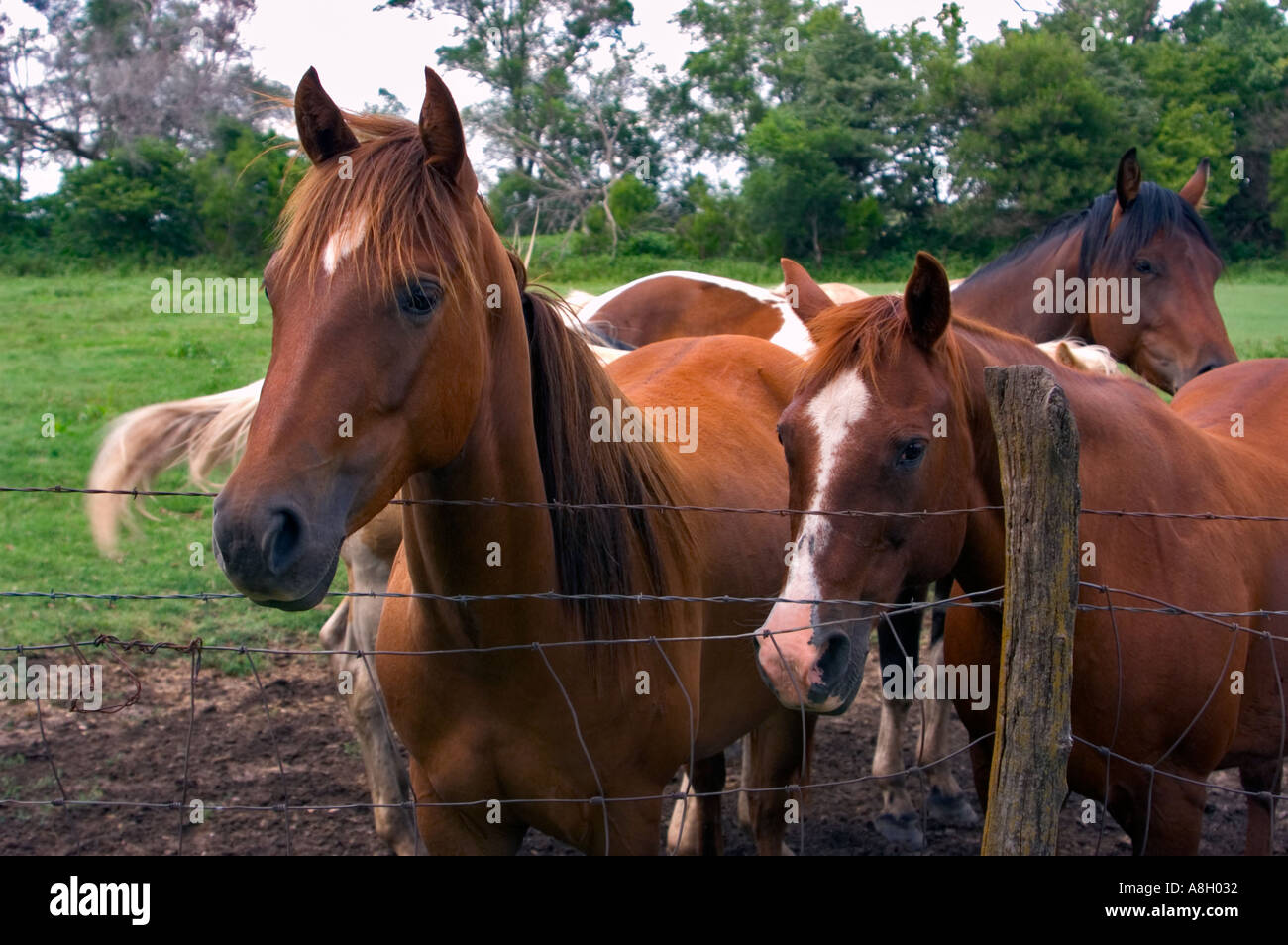 Three Horses on Farm Behind Fence Lyons Kansas Stock Photo Alamy