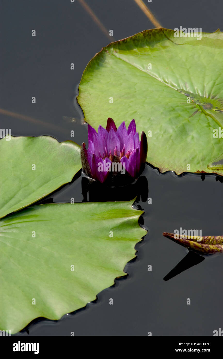 Purple water lily and lily pads Stock Photo