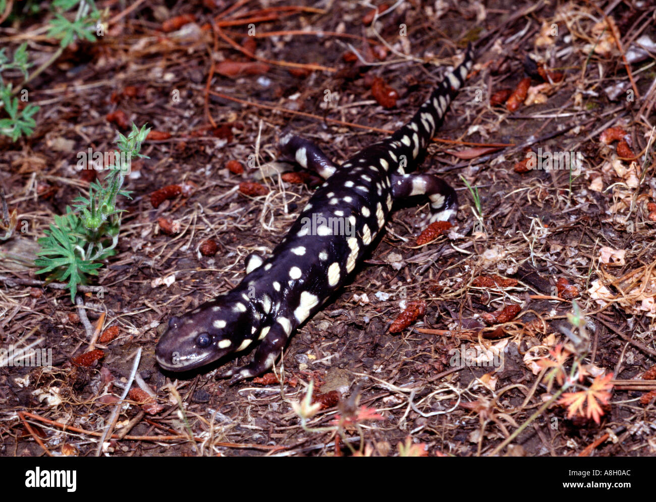 24795 Tiger salamander Ambystoma tigrinum Santa Cruz Mountains California USA Stock Photo