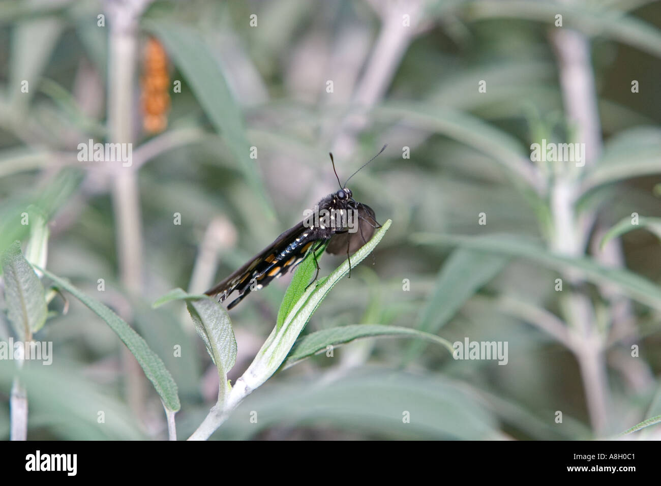 Spicebush Swallowtail Butterfly Stock Photo - Alamy