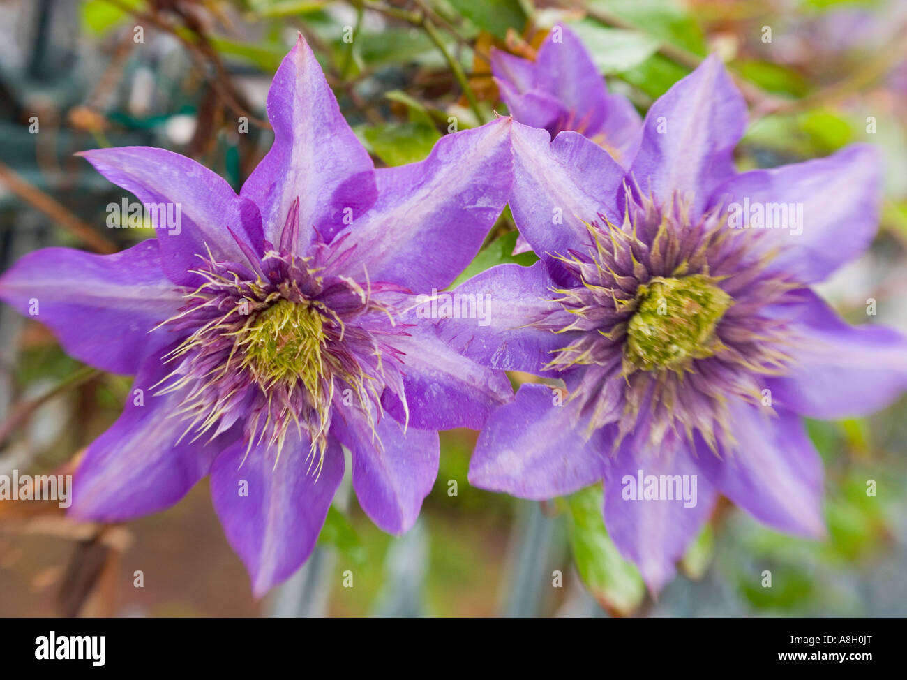 Two purple Clematis flowers. Stock Photo