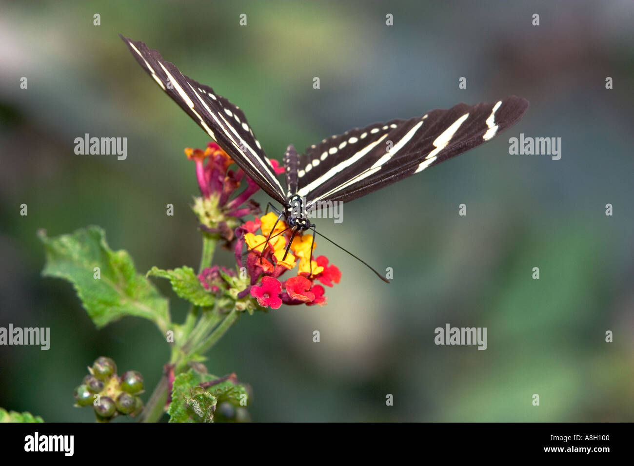 Zebra Longwing Butterfly Stock Photo Alamy