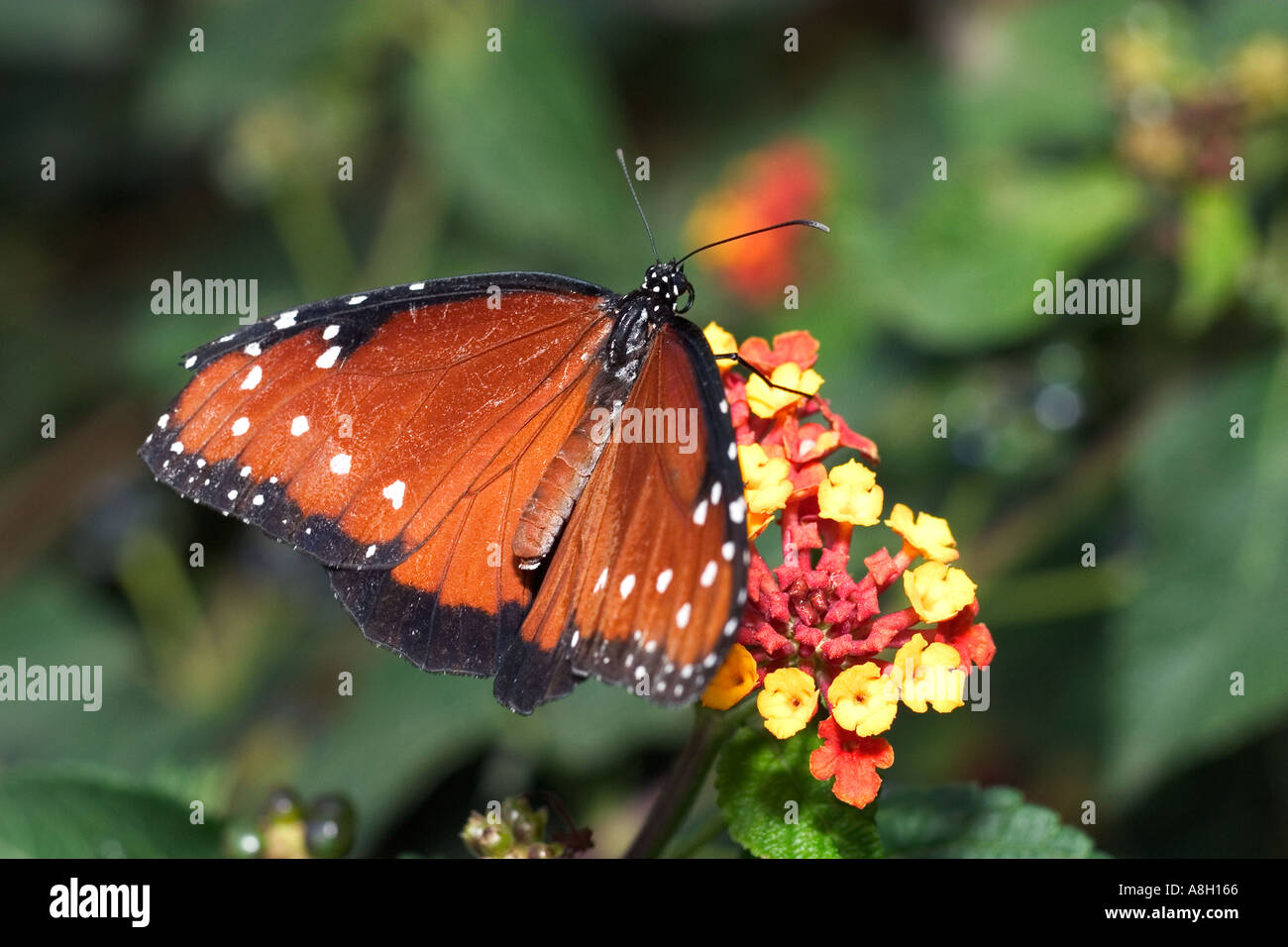 Queen Butterfly Stock Photo Alamy