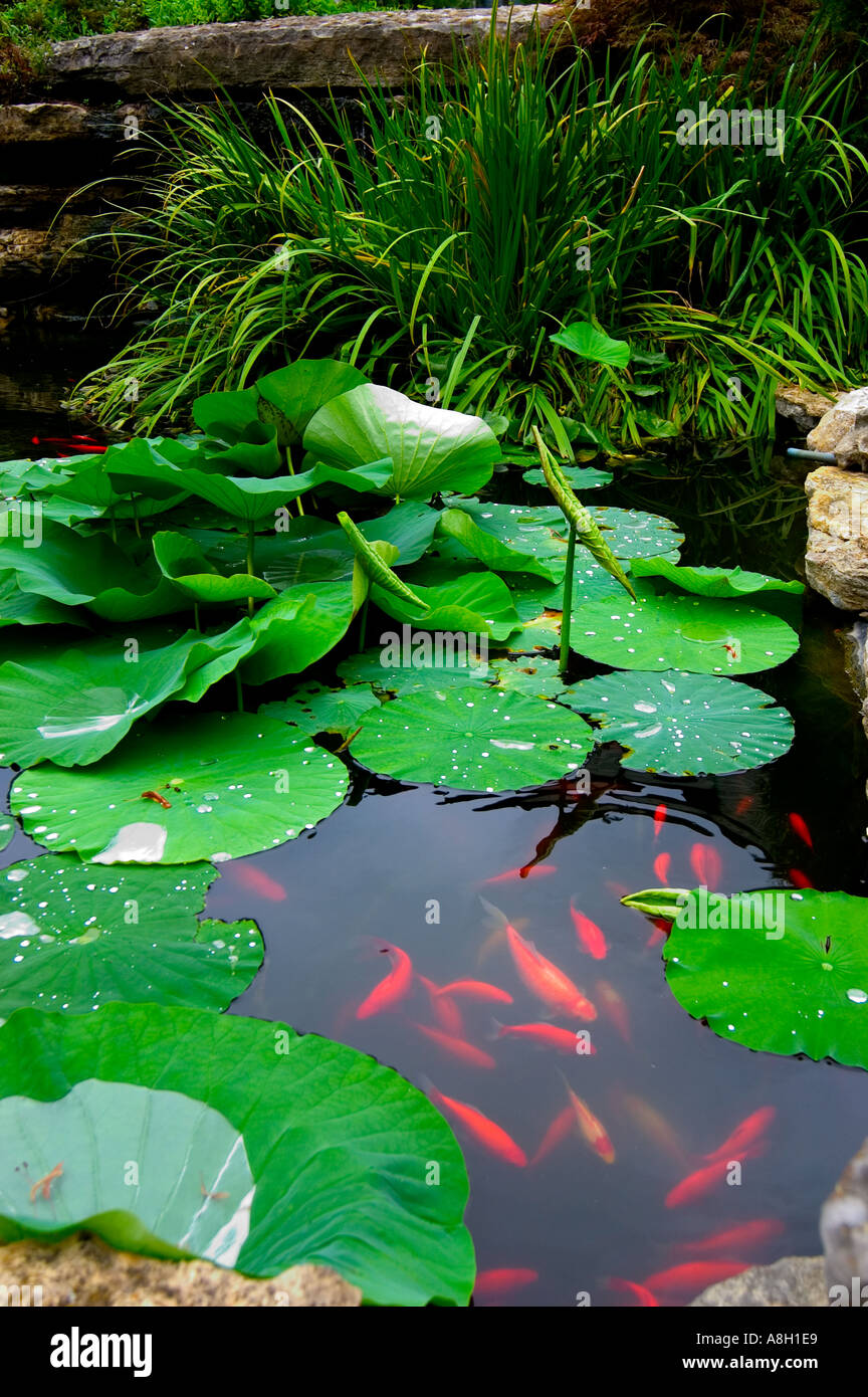 Water lily lily ornamental pond hi-res stock photography and images - Alamy