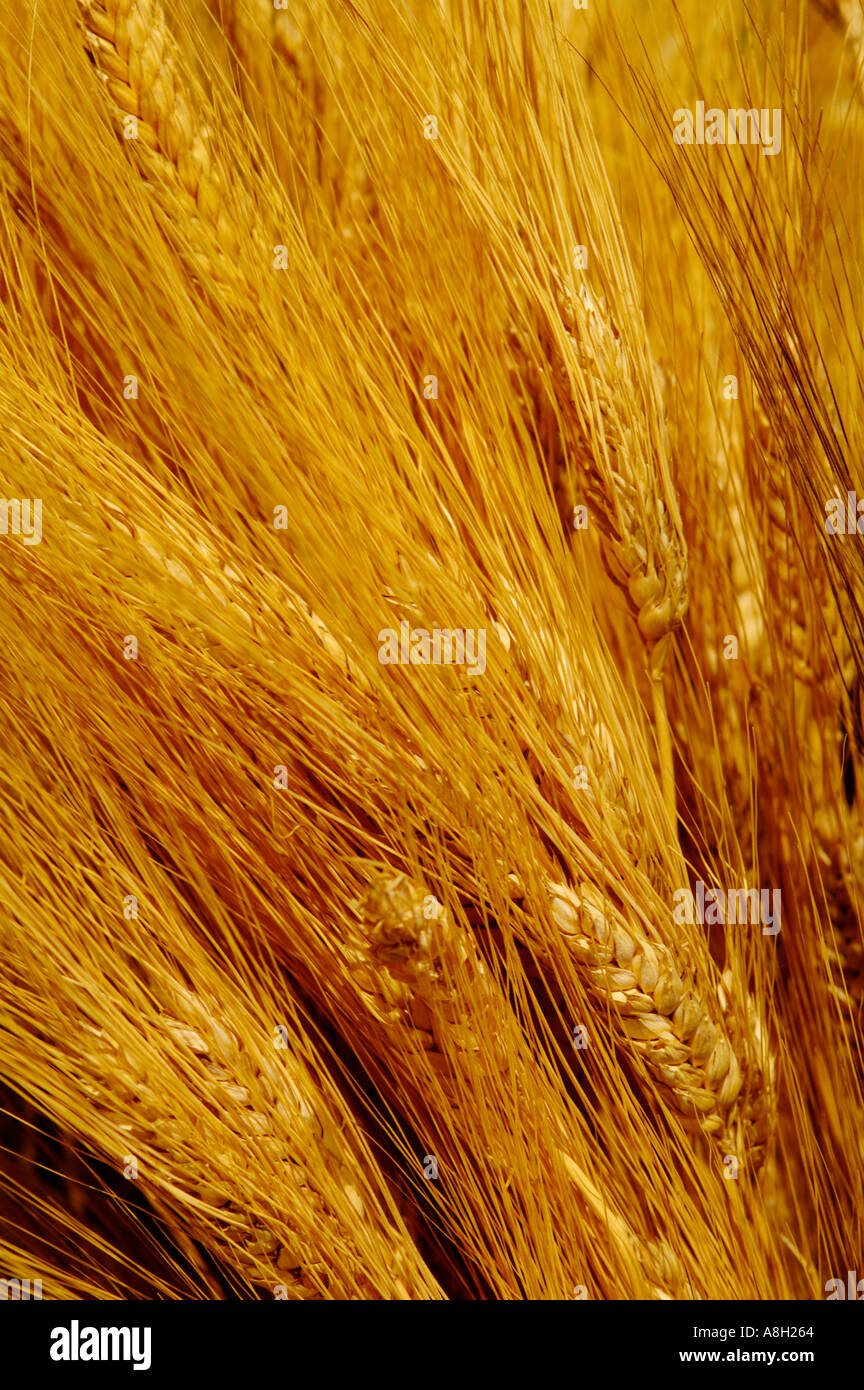 Still Life, Sheaf of barley Stock Photo Alamy