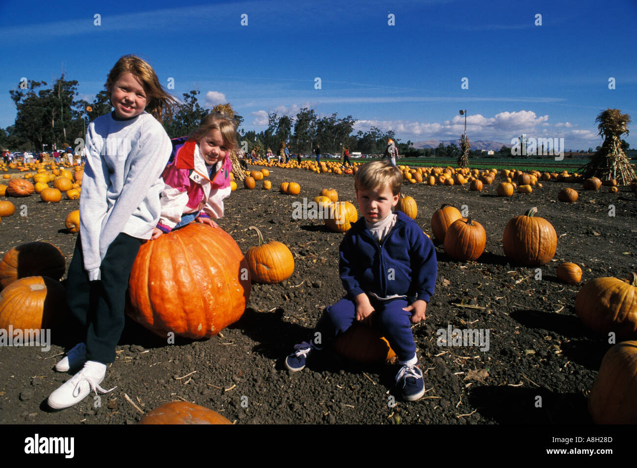California, East Bay Parks, Pumpkin Farm near Ardenwood Stock Photo