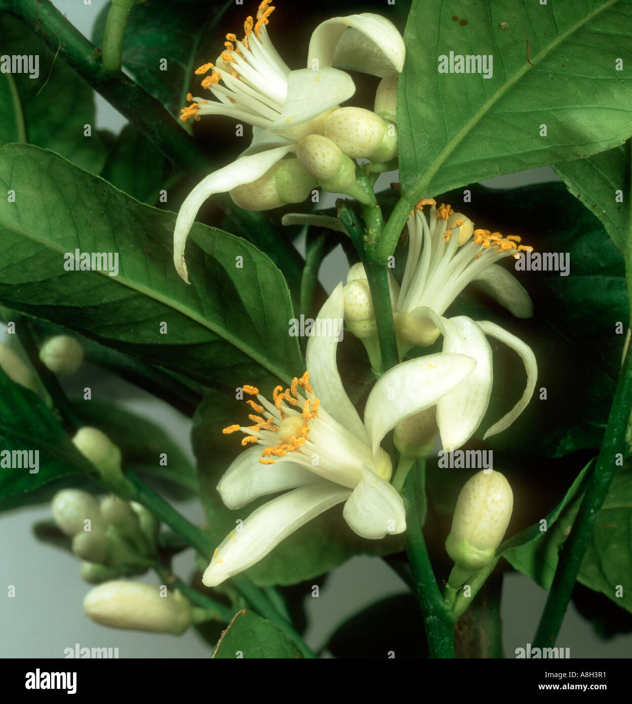 Lemon tree flowers hires stock photography and images Alamy