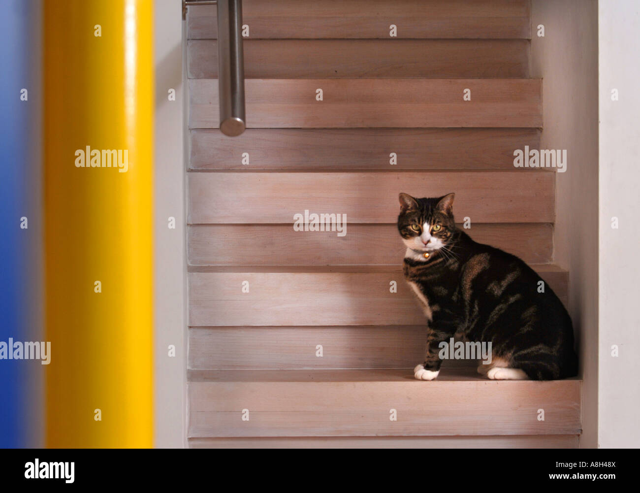 A PET CAT ON A MODERN STAIRCASE UK Stock Photo Alamy