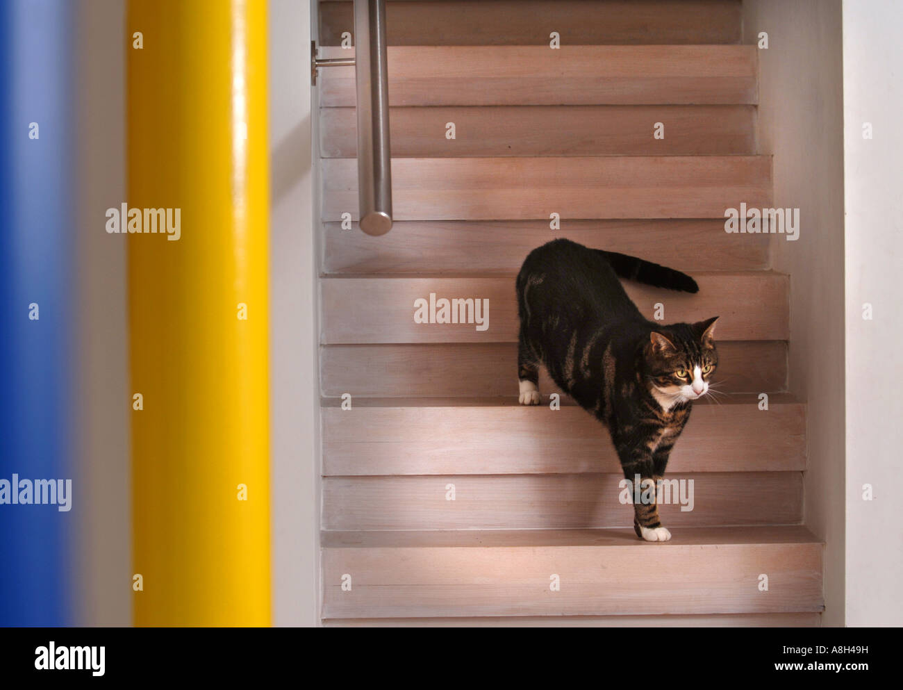 A PET CAT ON A MODERN STAIRCASE UK Stock Photo Alamy