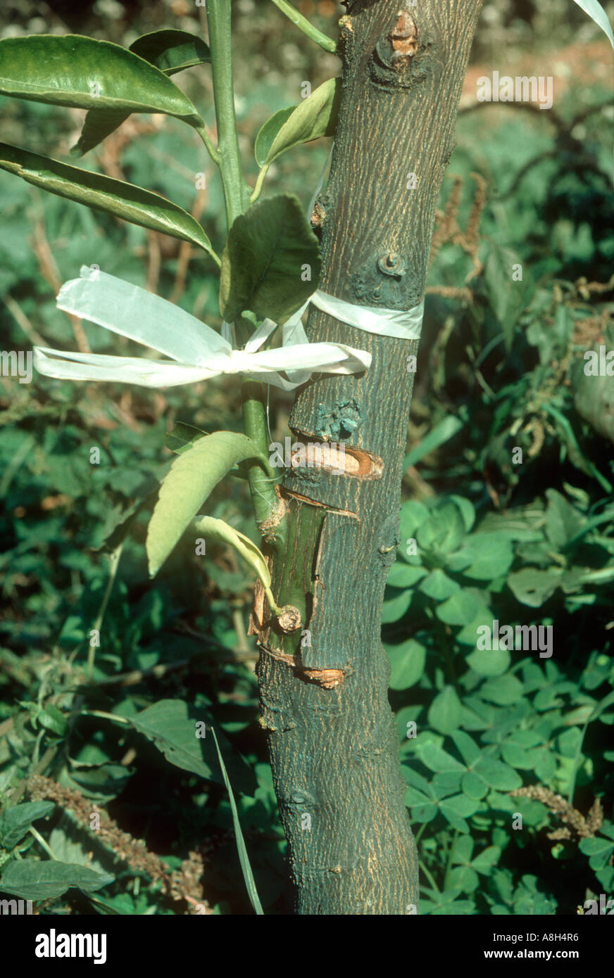 Graft on the trunk of a rootstock tree to propagate a fruiting orange variety Stock Photo