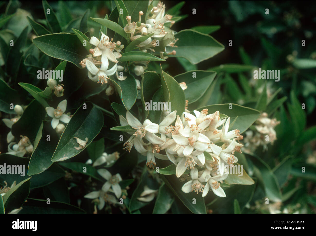 Orange blossom on the tree Valencia Spain Stock Photo