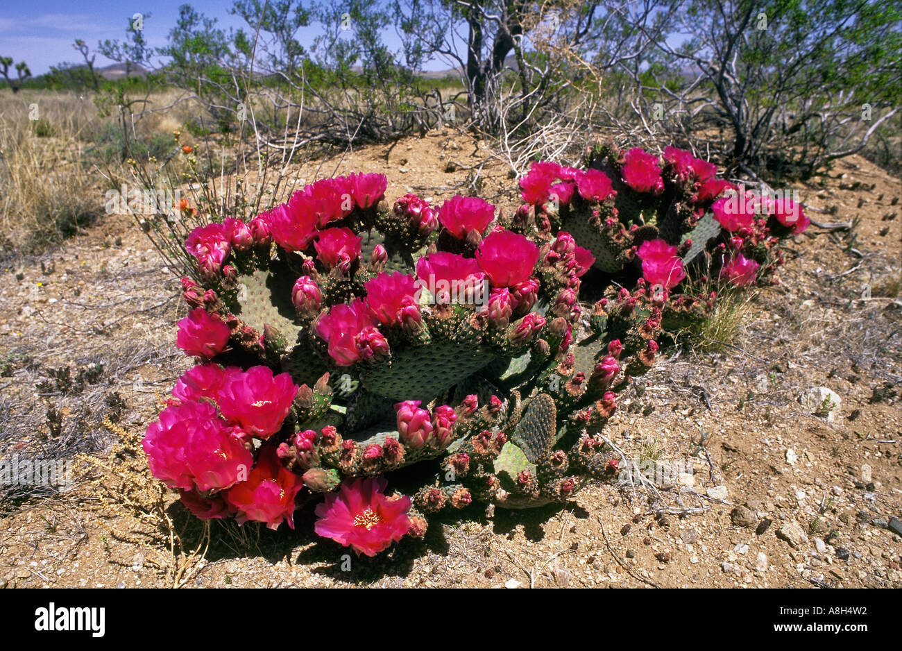 Beaver Tail Cactus, Opuntia basilaris, Death Valley National Park, California Stock Photo
