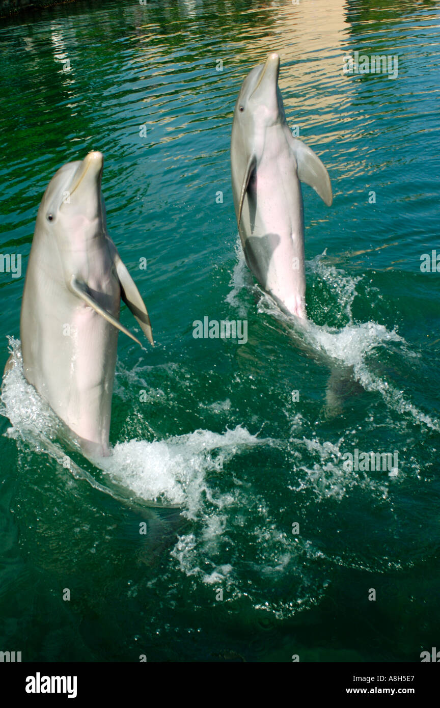 Mexico, Riviera Maya, Puerto Aventuras, Dolphin Discovery Stock Photo -  Alamy