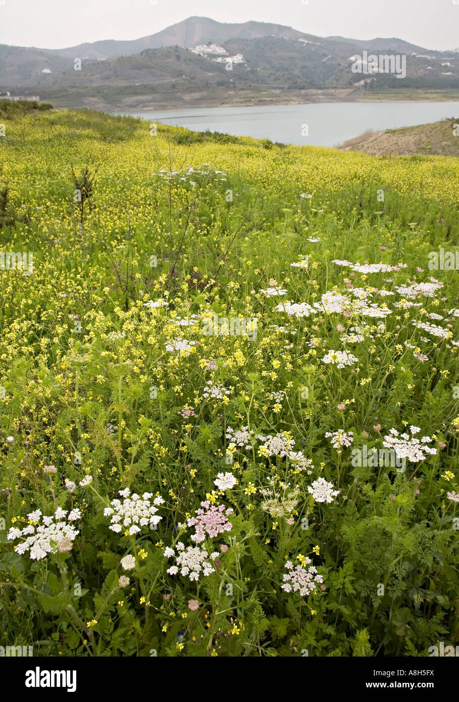 Umbilliferae and Great Yellow cress Rorippa amphibia in field of wild flowers Vinuela Andalucia Spain Stock Photo
