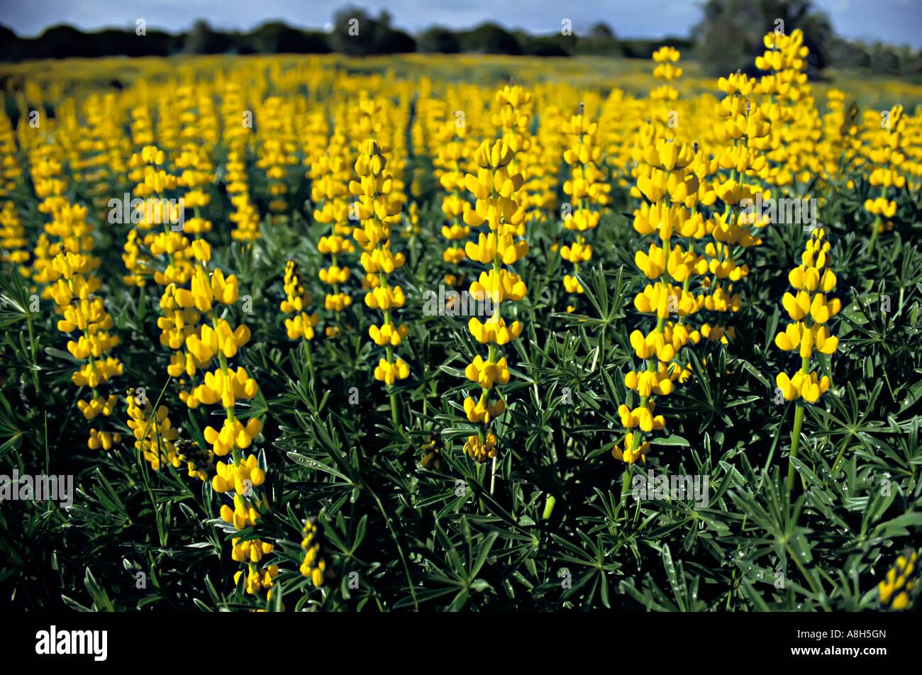 Yellow lupins Colorado USA Stock Photo