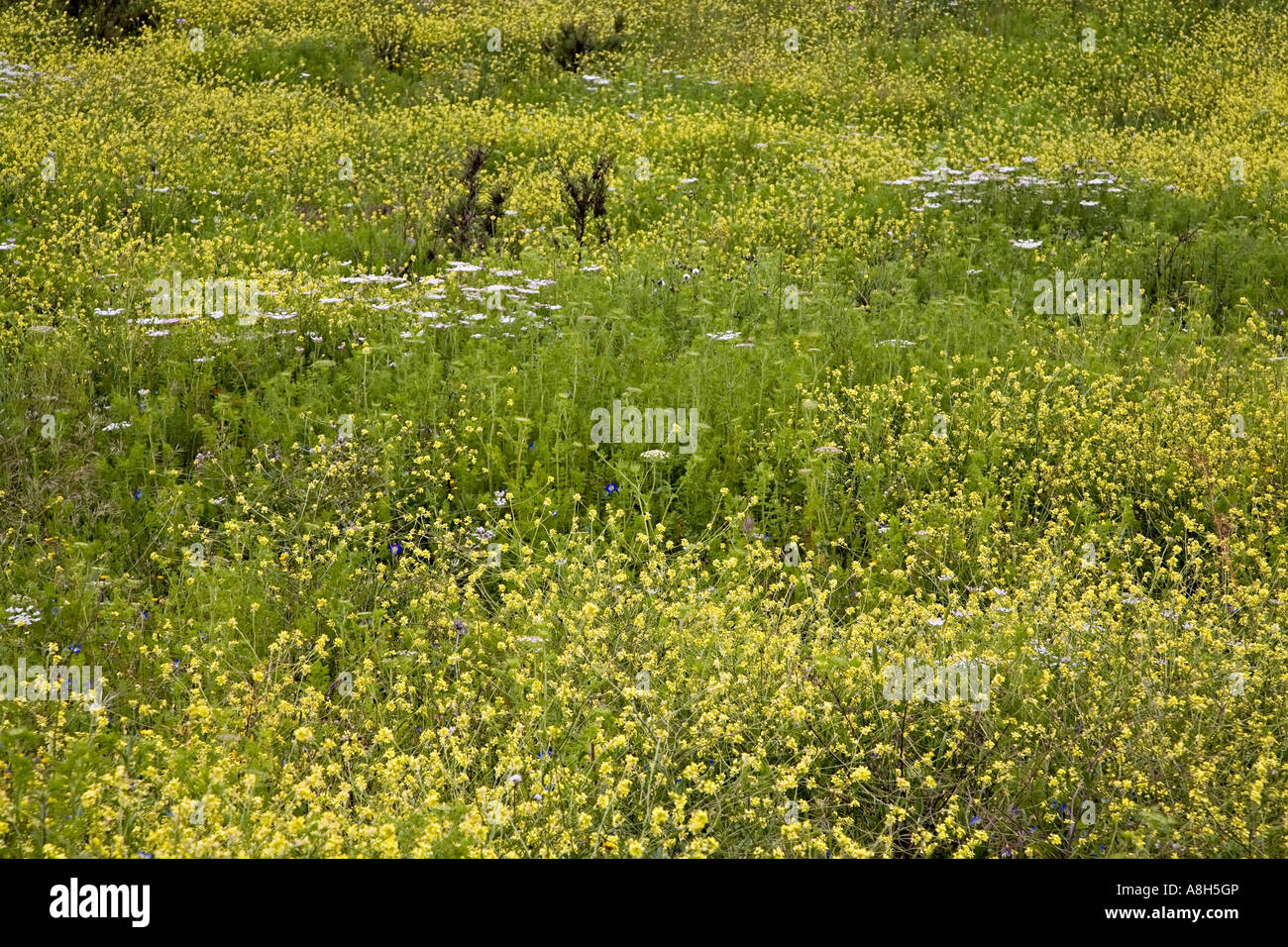 Great Yellow cress Rorippa amphibia in field of wild flowers Vinuela Andalucia Spain Stock Photo