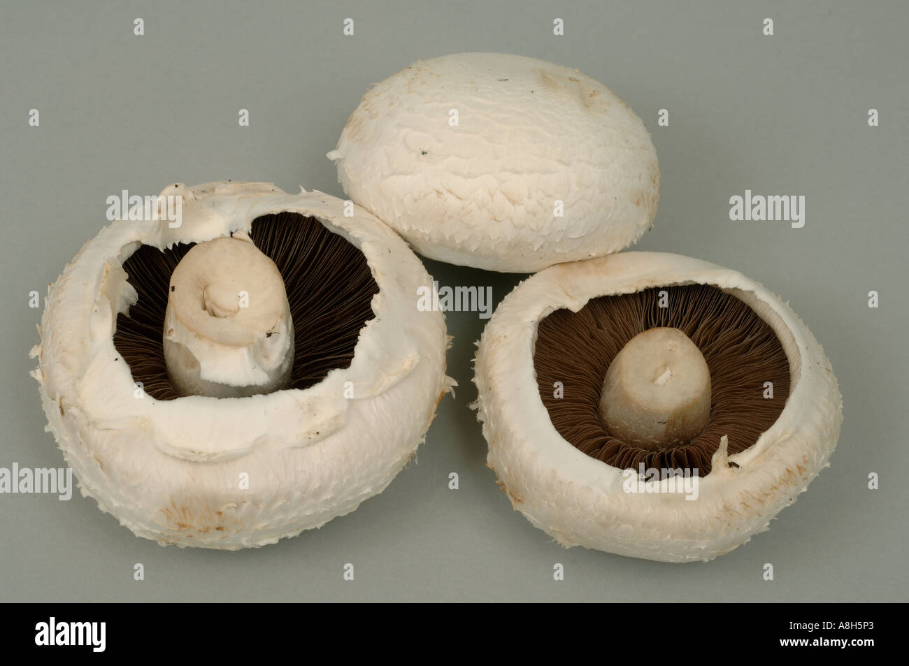 Large flat mushrooms typical supermarket or shop produce Stock Photo