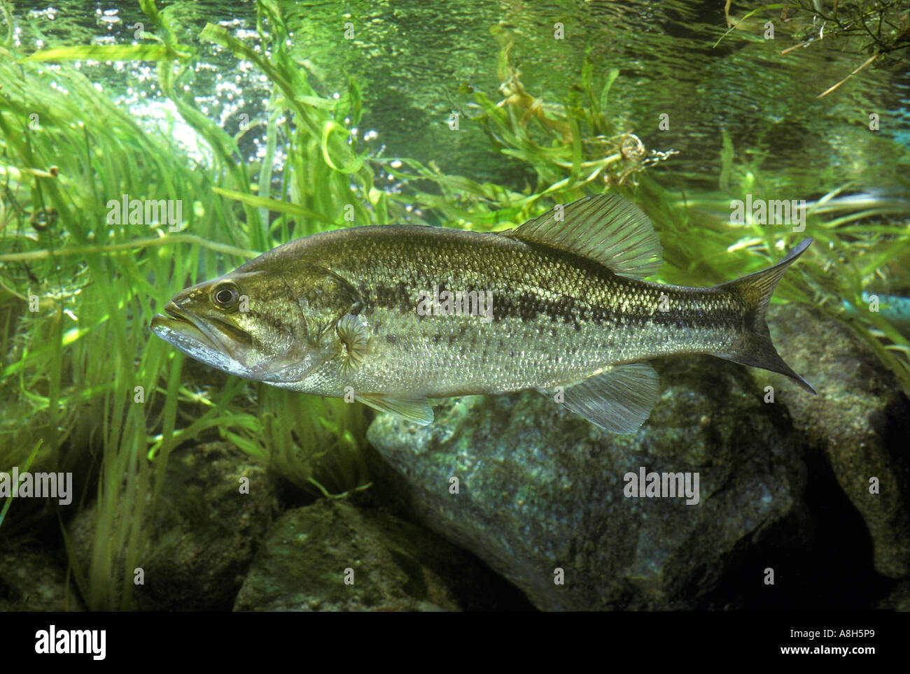Largemouth Bass Micropterus Salmoides Widemouth High Resolution Stock