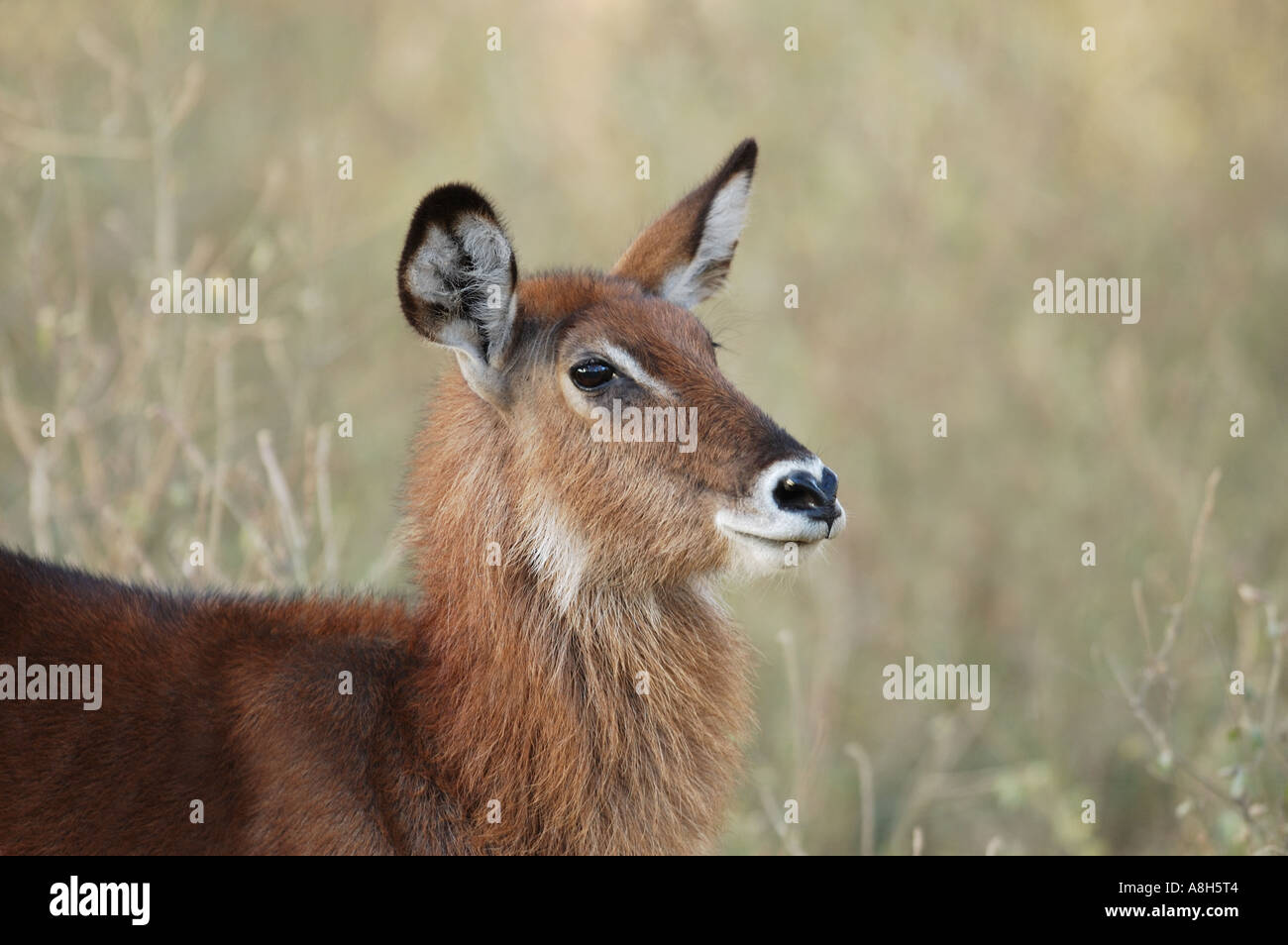 Young Waterbuck in woodland at Lake Nakuru National Park, Kenya Stock Photo