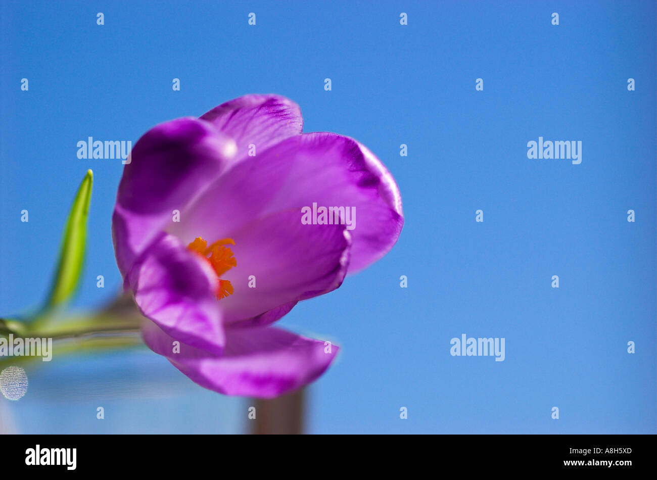 Saffron Crocus Sativus Stock Photo Alamy