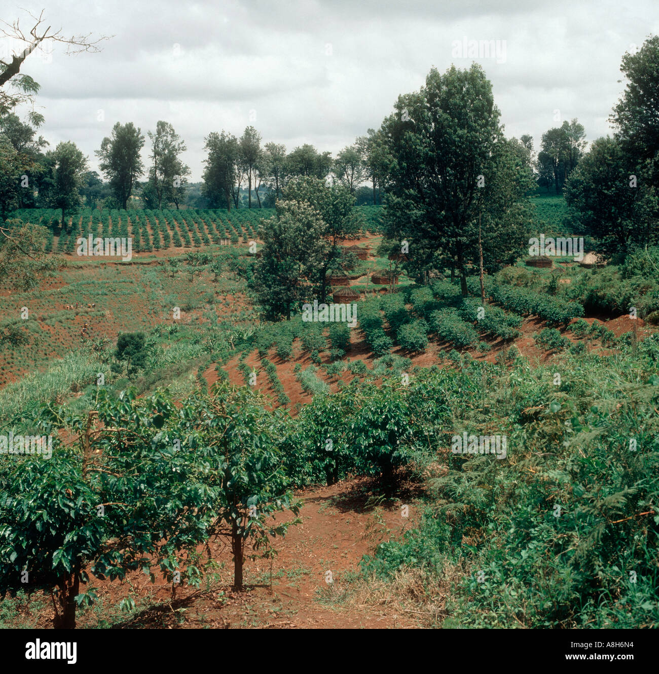Young coffee plantation with bushes of mixed sizes in fruit Thika Kenya