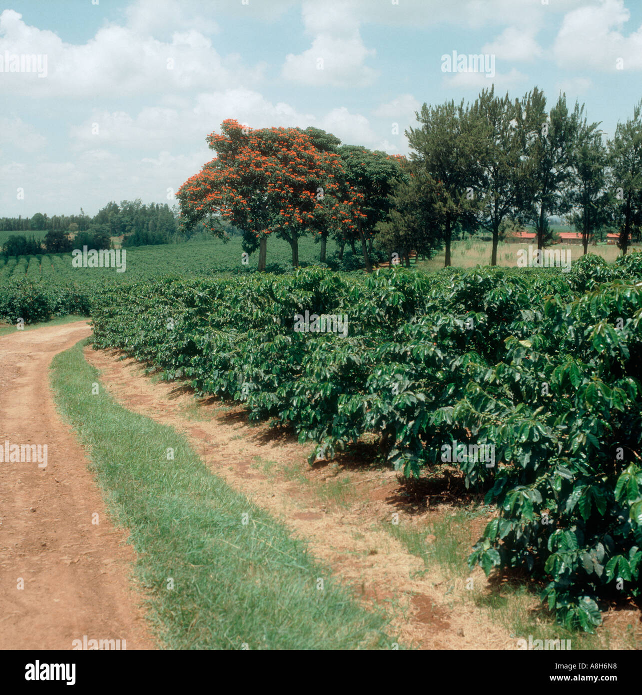 Established coffe plantation bordered by flowering flame trees Nairobi Kenya Stock Photo