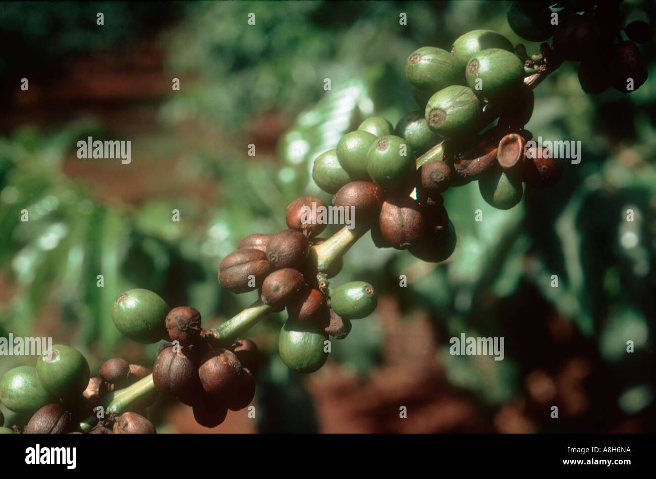 Coffee berry disease Colletotrichum kahawae affecting coffee berries on