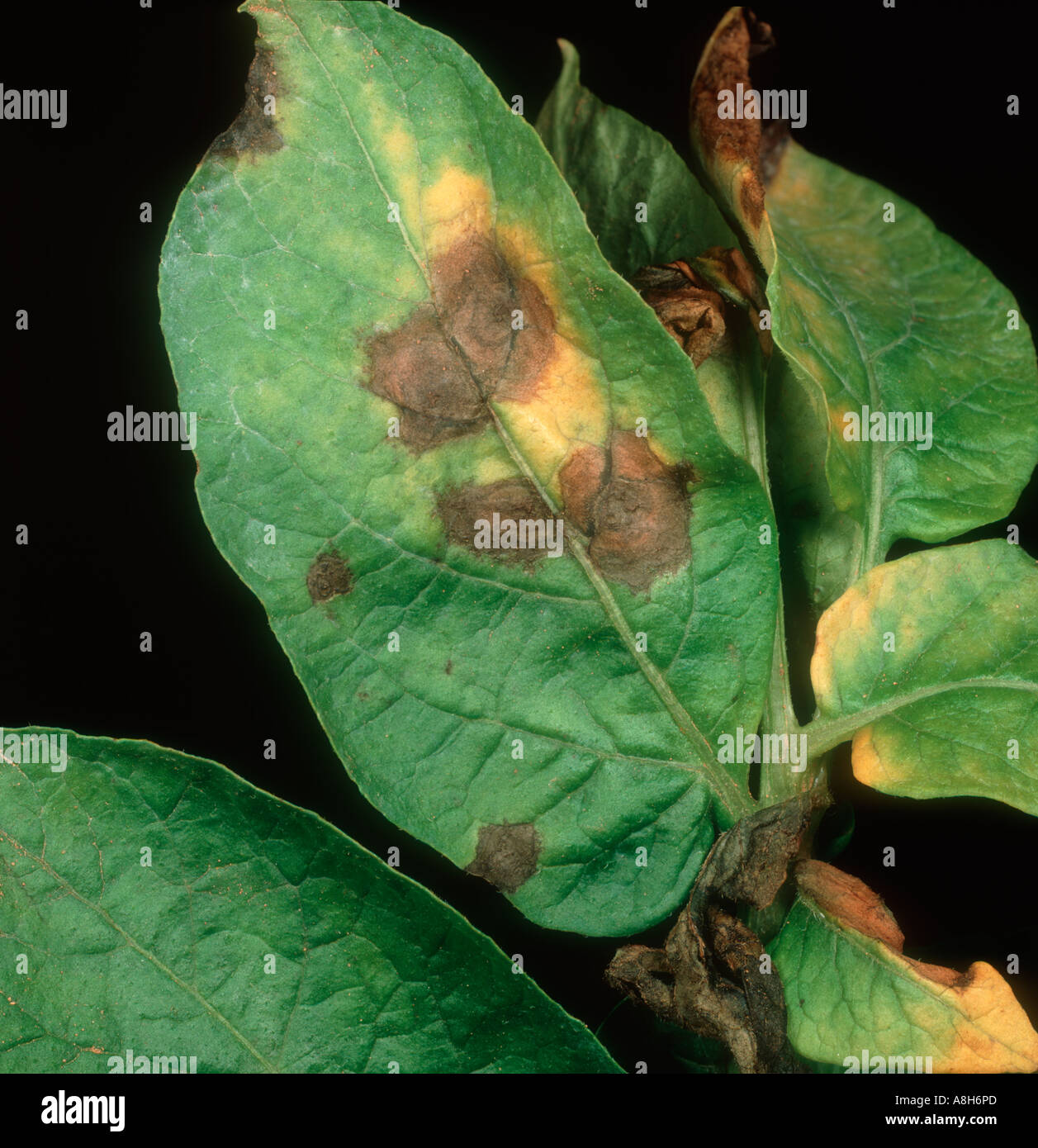 Potato early blight Alternaria alternata lesions on potato leaf Stock Photo