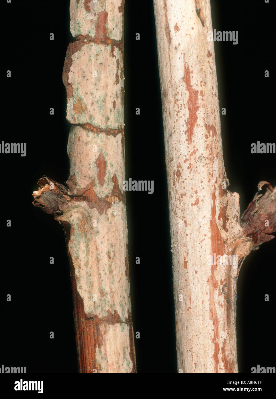 Spur blight Didymella applanata infection on a raspberry cane Stock Photo