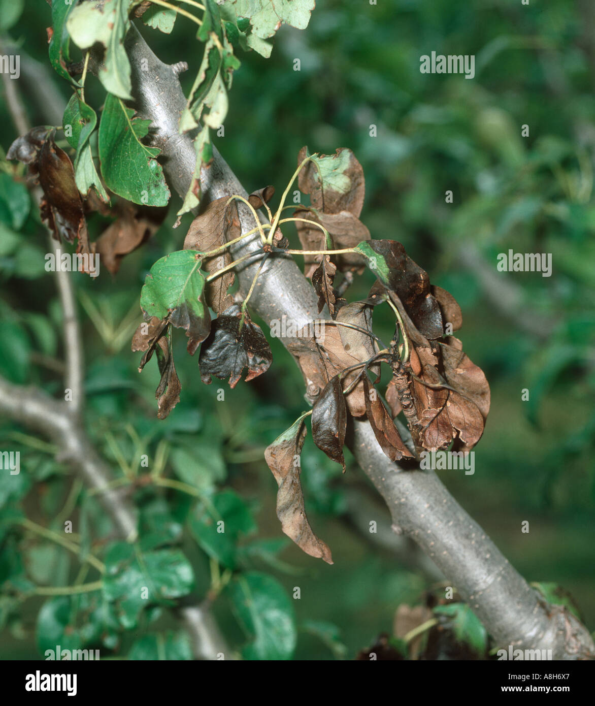 Fireblight Erwinia amylovora early symptoms on your pear foliage Stock Photo
