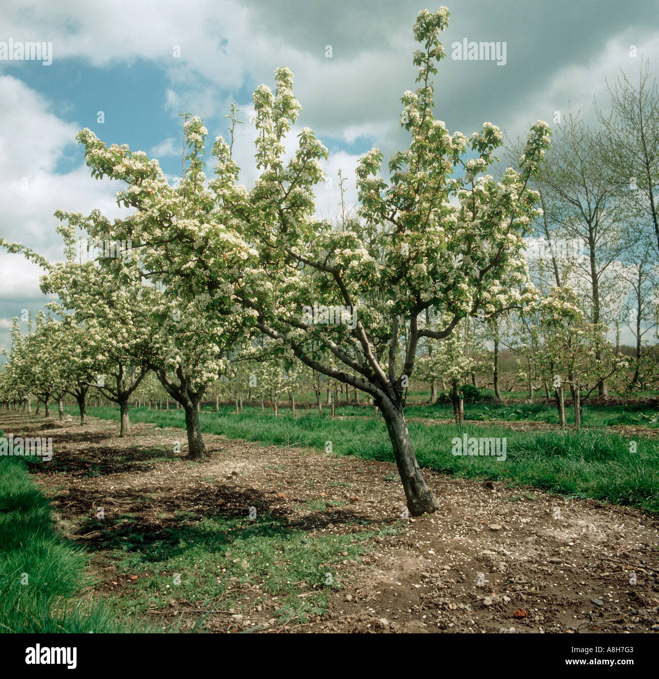 Pear tree orchard in full flower Oxfordshire Stock Photo