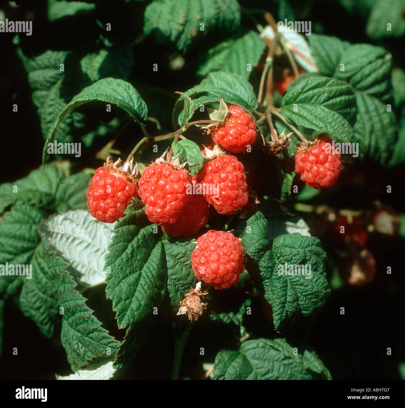 Canes raspberries hi-res stock photography and images - Alamy