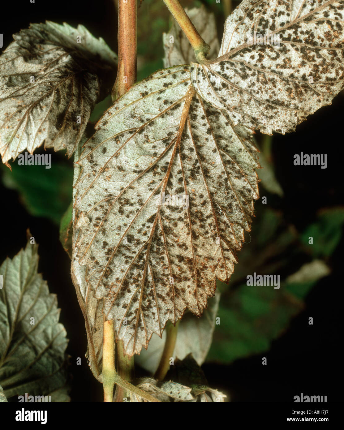 Raspberry rust Phragmidium rubi idaei on raspberry leaf Stock Photo