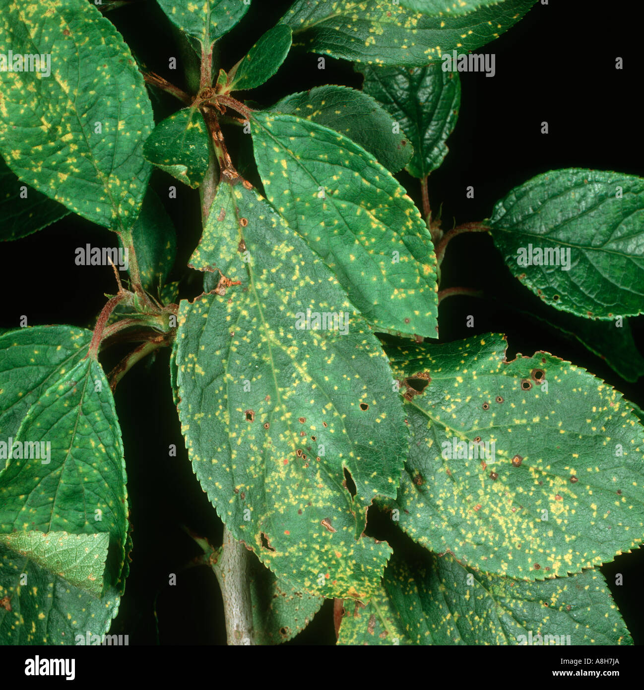 Plum rust (Tranzschelia discolor) damage to plum leaf upper surface Stock Photo