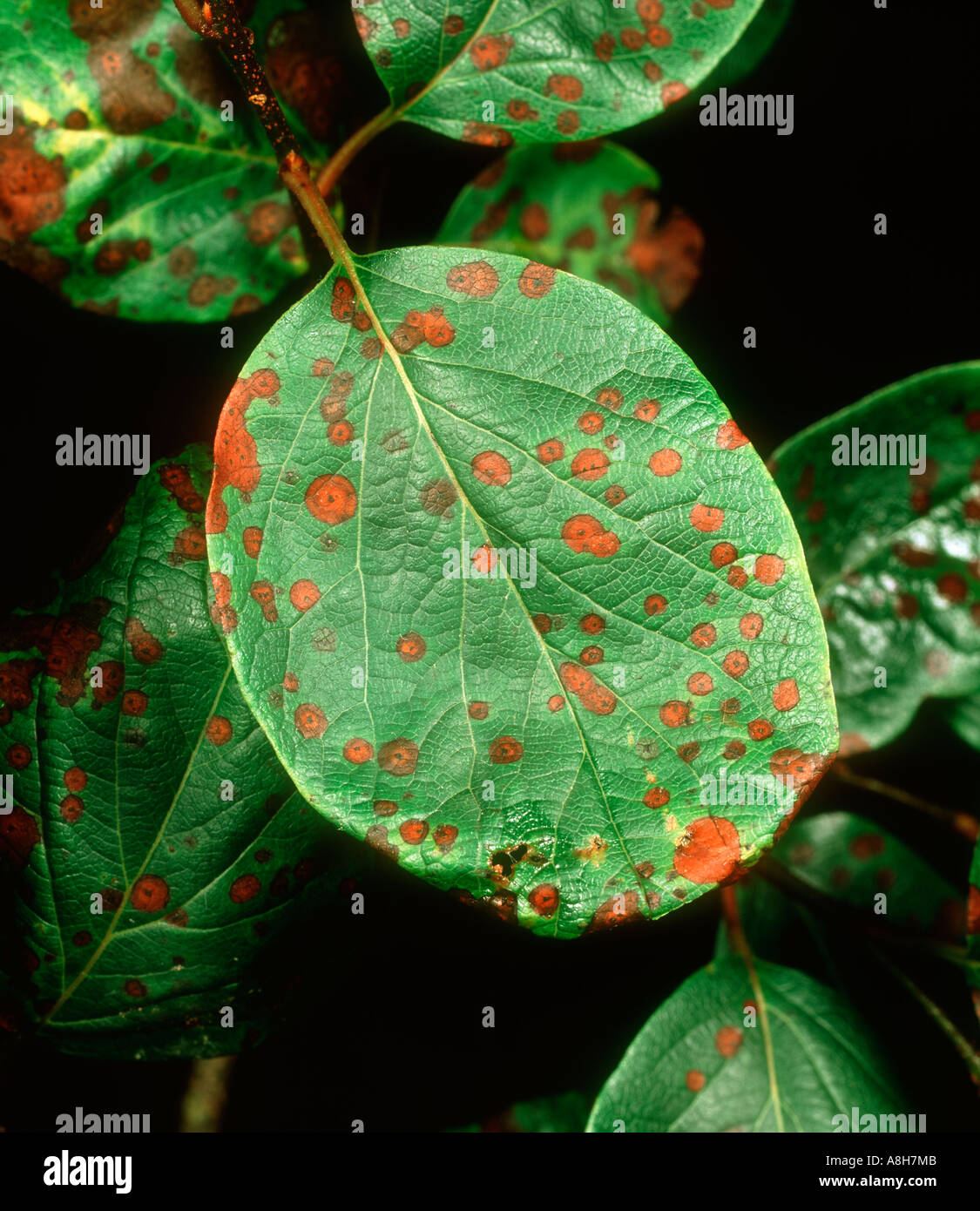Quince leaf blight Diplocarpon maculatum on quince leaves Stock Photo