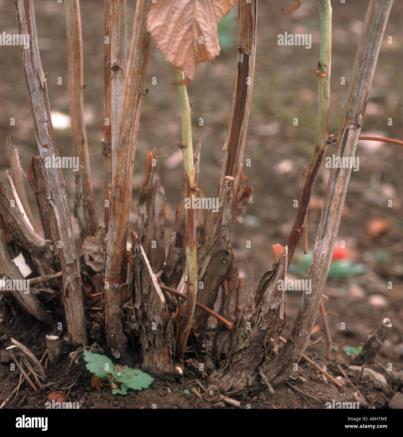 Raspberry root rot Phytophthora fragariae var rubi lesions on raspberry cane regrowth Stock Photo