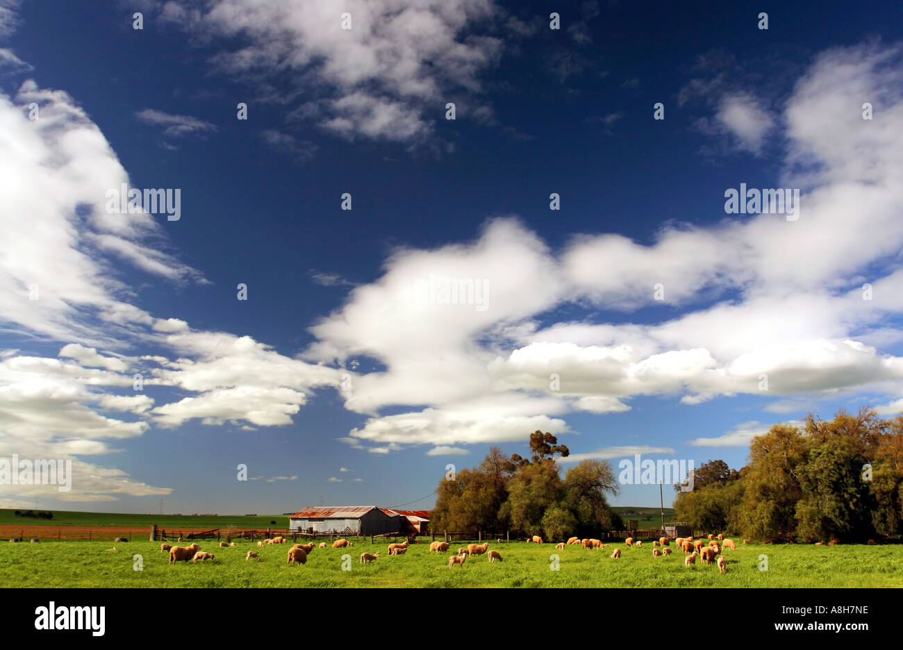 The Shearing Shed Stock Photo Alamy