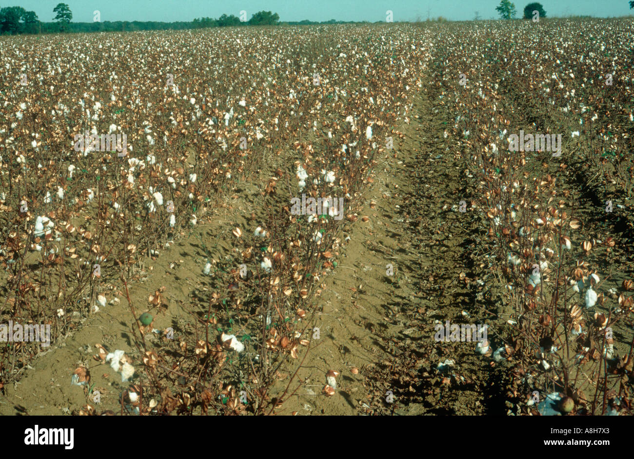View of a cotton crop severely affected by drought Mississipi USA Stock Photo