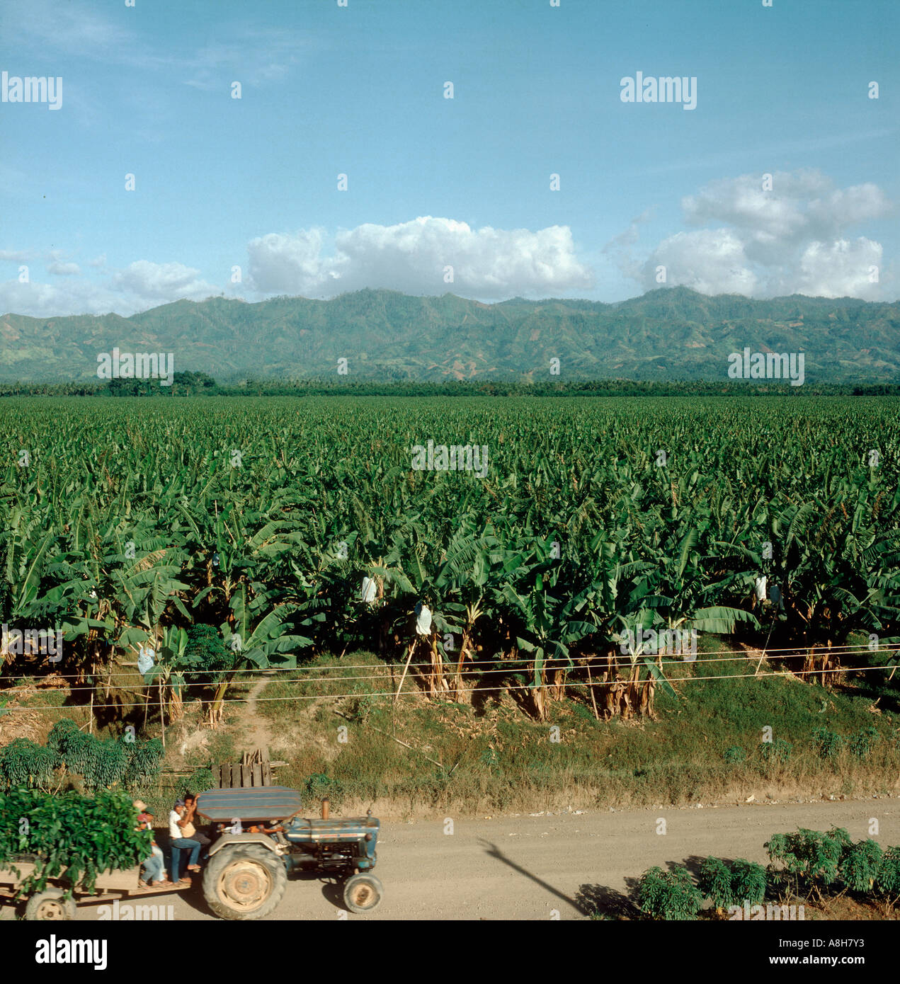 Overview of Filipino banana plantation in Mindanao with a tractor driving by on a dirt road Stock Photo